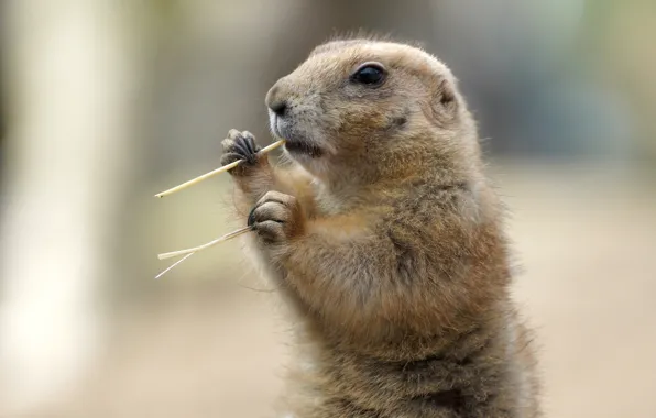 Picture stand, bokeh, rodent, Prairie dog