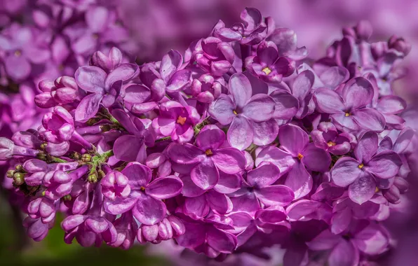 Flowers, branches, spring, flowering, lilac, inflorescence, blooming lilacs