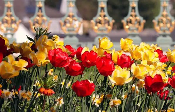 Picture flowers, tulips, flowerbed