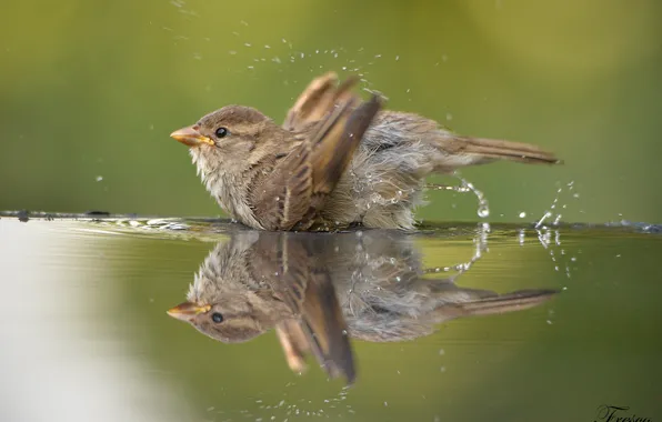 Water, reflection, bathing, Sparrow