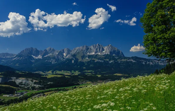 Mountains, tree, Austria, Alps, meadow, panorama, Austria, Alps