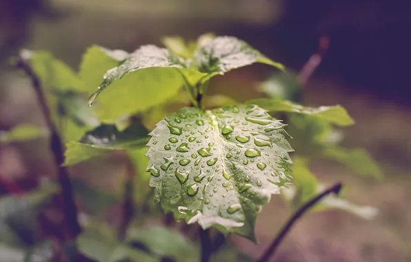 Drops, sheet, green, leaf
