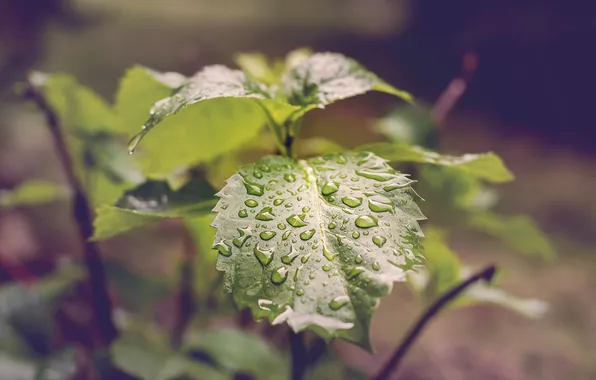 Picture drops, sheet, green, leaf