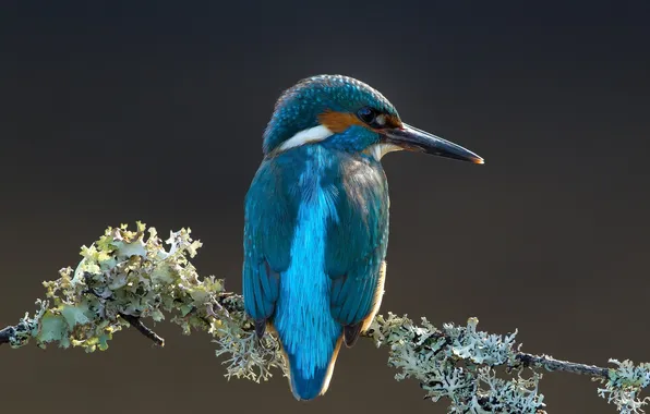 Branches, bird, Kingfisher, lichen
