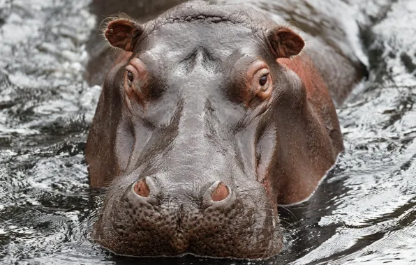 Water, nature, Hippo