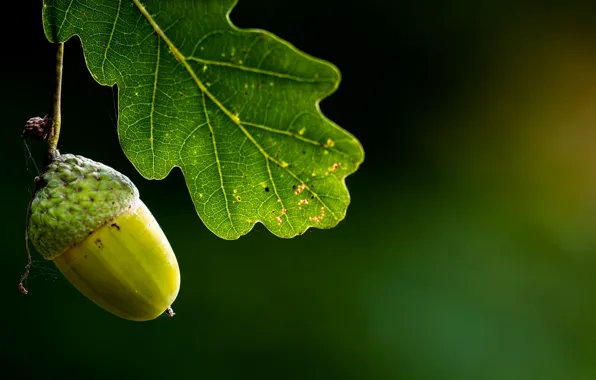 Sheet, oak, acorn