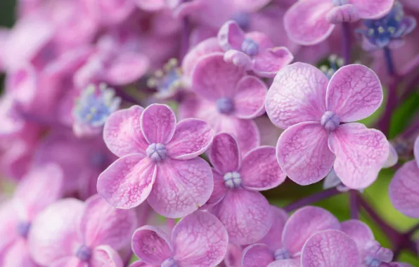 Picture macro, petals, flowers, hydrangea