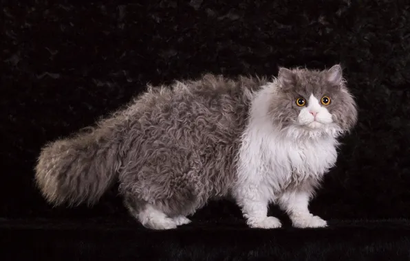 Cat, cat, look, pose, the dark background, grey, fluffy, muzzle