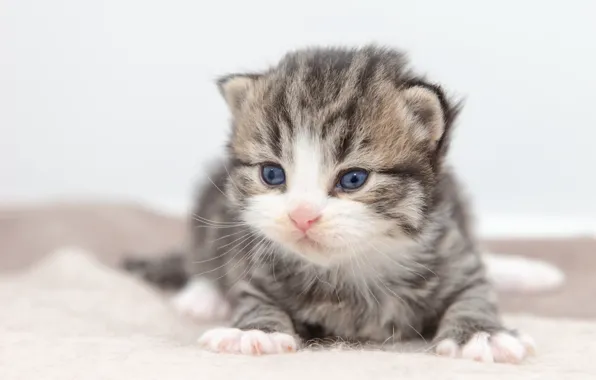 Cat, grey, baby, white background, kitty, striped, British