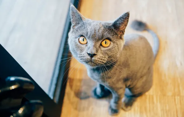 Eyes, cat, look, sitting, Kota