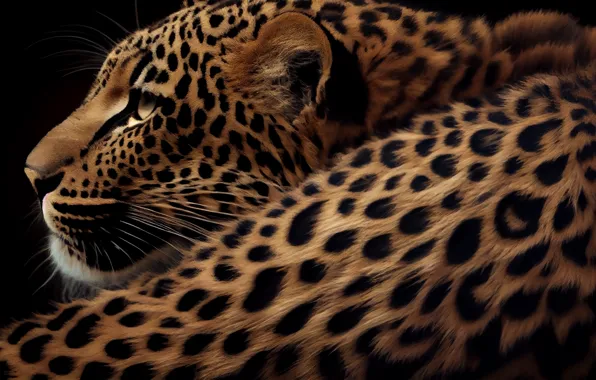 Leopard Cat Phone Background Wallpaper