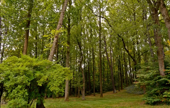 Picture greens, forest, trees, the bushes