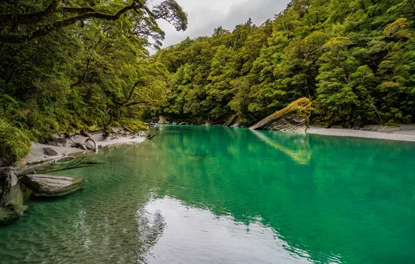 Picture forest, trees, river