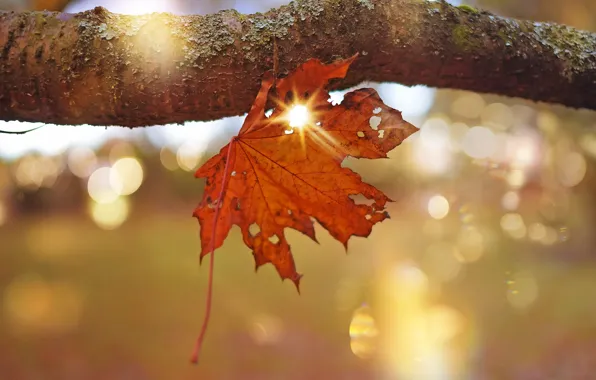 Autumn, rays, light, orange, nature, sheet, glare, lights