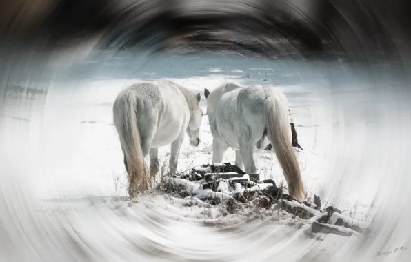 Snow, trees, horses, horse, white