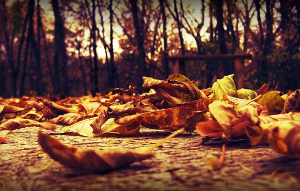 Picture autumn, leaves, macro