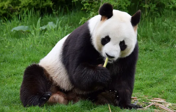 Nature, Panda, Bear, Bamboo, Weed