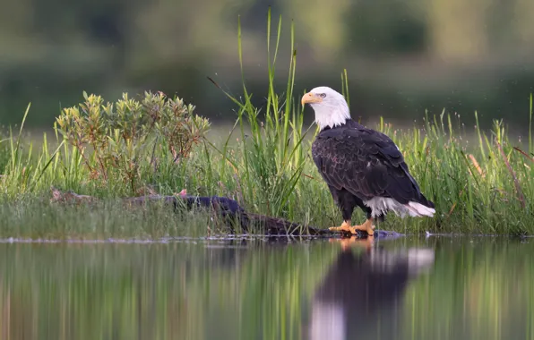 Picture shore, pond, bald eagle, bird, grass