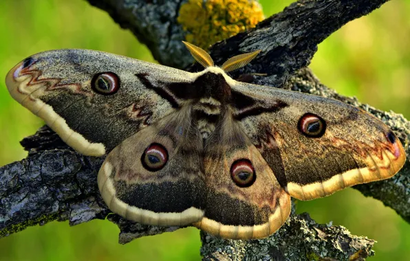 Macro, branches, green, background, pattern, butterfly, insect, grey