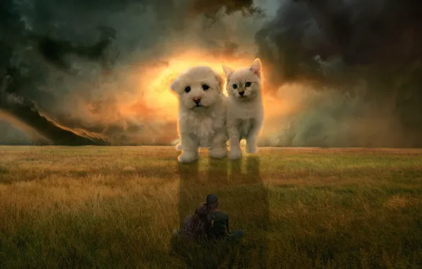 Field, cat, the sky, clouds, rendering, kitty, fantasy, girls