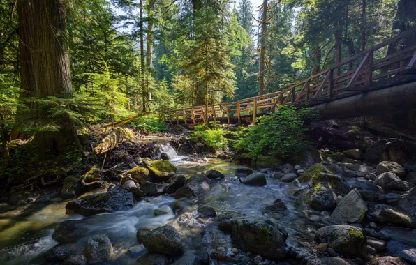 Picture United States, River, Forest, Deception Falls