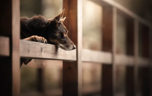 Background, the fence, dog