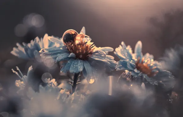 ROSA, DROPS, FLOWERS, SNAIL
