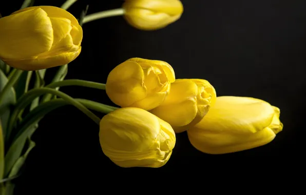 Picture flowers, background, black, yellow, petals, tulips