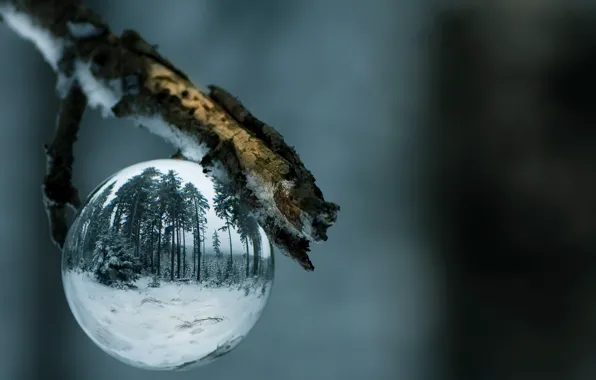 Picture branches, nature, balls