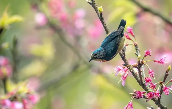 Picture branches, bird, spring, bird