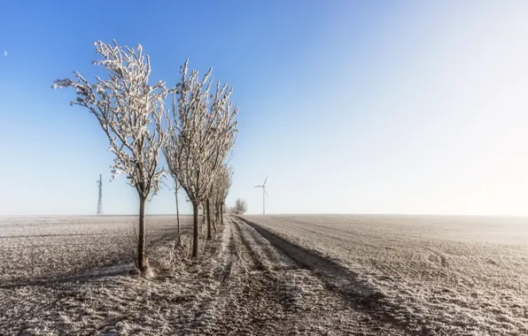 Picture winter, field, trees