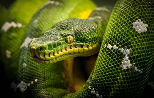 Snake, Python, snake, reptile, reptile