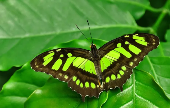 Leaves, microsemi, wings, Butterfly, insect, beautiful, closeup