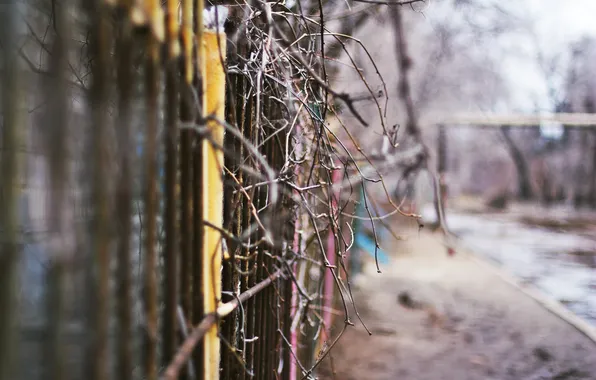 Picture sadness, branches, street, the fence, spring, dirt, Russia, ashes