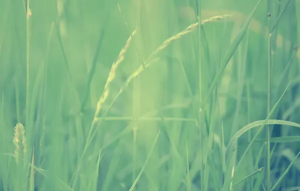 Grass, macro, green, blur