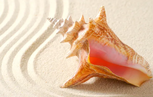 Sand, line, shore, sink, shell, sea