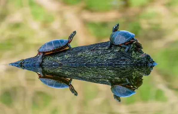 Look, nature, pose, lake, pond, reflection, tree, two