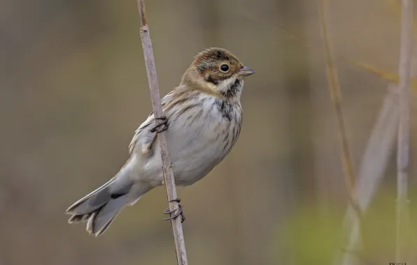 Nature, bird, a blade of grass, DUELL ©