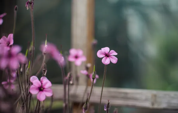 Picture macro, flowers, blur, window, pink, Oxalis