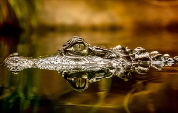 Nature, eyes, crocodile