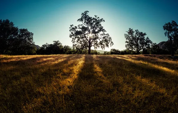 Picture trees, mountains, nature, nature, mountains, tree, sun, sun