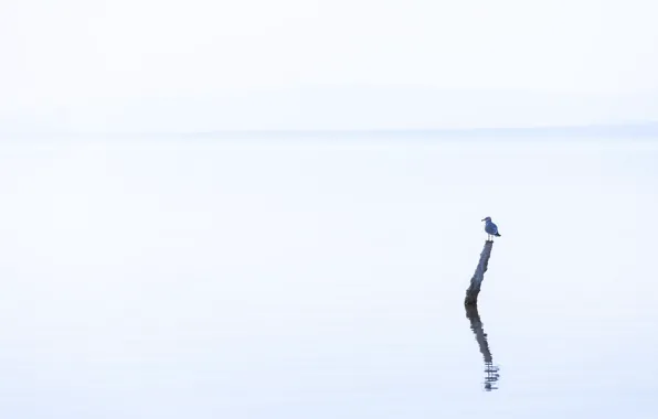 Picture lake, bird, minimalism