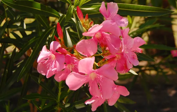 Flower, Plant, Petals, Flower, Plant, Petals, Pink Oleander, Pink Oleander