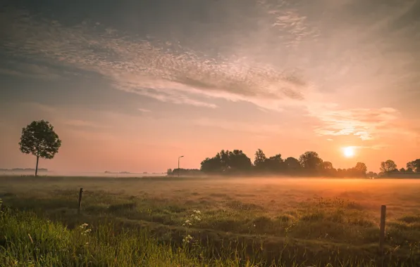 Field, summer, the sky, grass, the sun, clouds, nature, fog