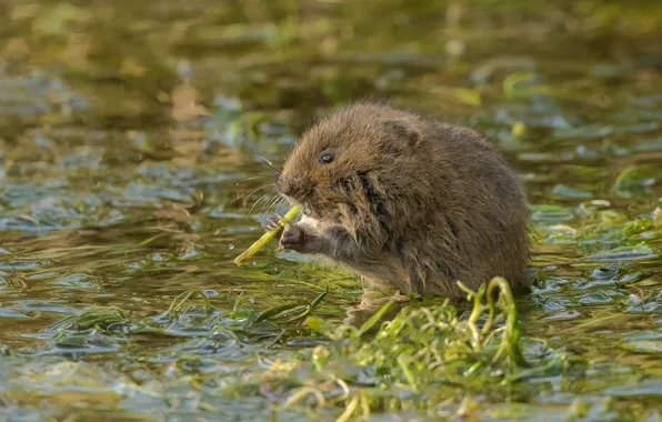 Picture nature, rodent, water vole