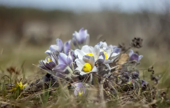 Picture grass, flowers, nature, spring, primroses, Helios