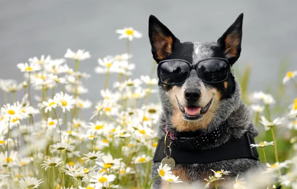 Picture chamomile, dog, glasses