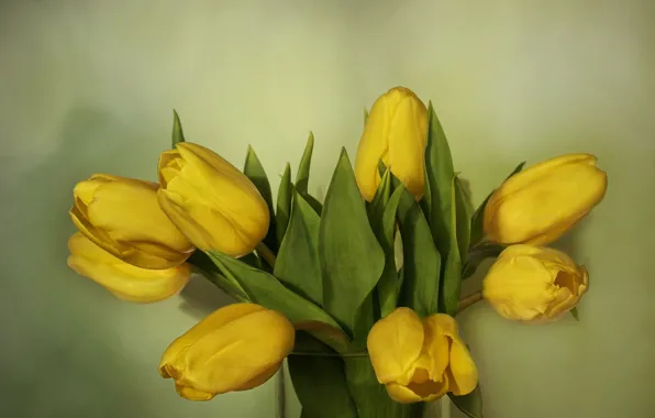 Picture flowers, yellow, bouquet, tulips