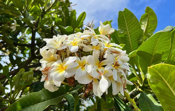 Greens, summer, the sky, leaves, flowers, branch, white, flowering