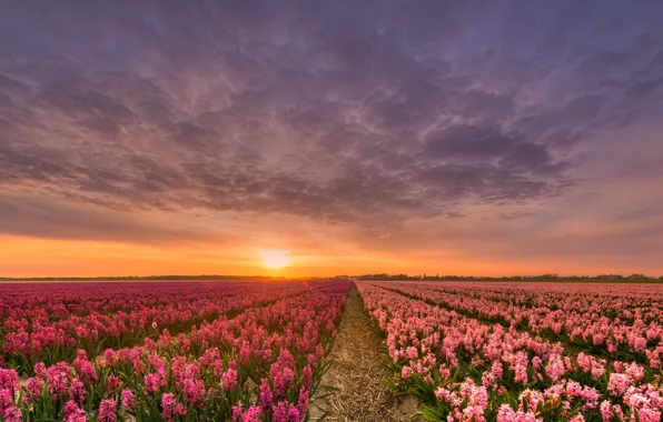 Field, the sky, the sun, clouds, light, sunset, flowers, beauty